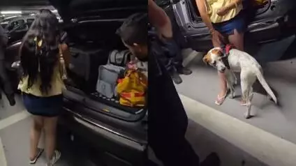 Pese al calor intenso que se ha registrado en Francia, la propietaria dejó a su can dentro de su auto en un estacionamiento subterráneo y sin ventilación; dijo que 