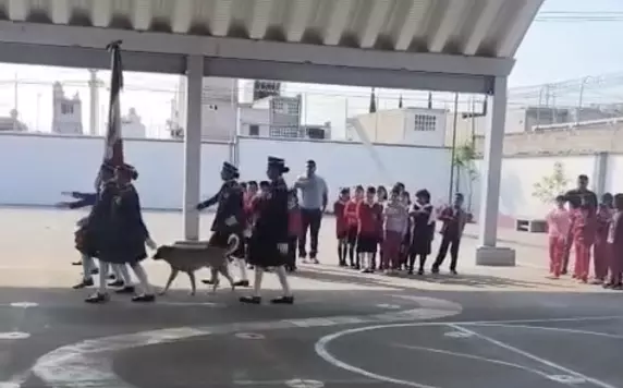 Un perrito de la calle, cariñosamente apodado por los testigos como 