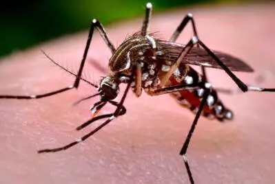 La Secretaría de Salud intensificó sus acciones preventivas contra el dengue en diversas regiones de Coahuila.