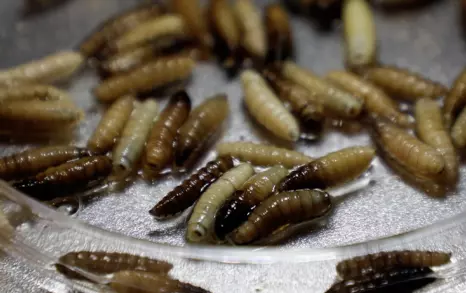 Las autoridades precisaron que uno de los casos caninos registrados tuvo su origen fuera del estado, específicamente en Querétaro.