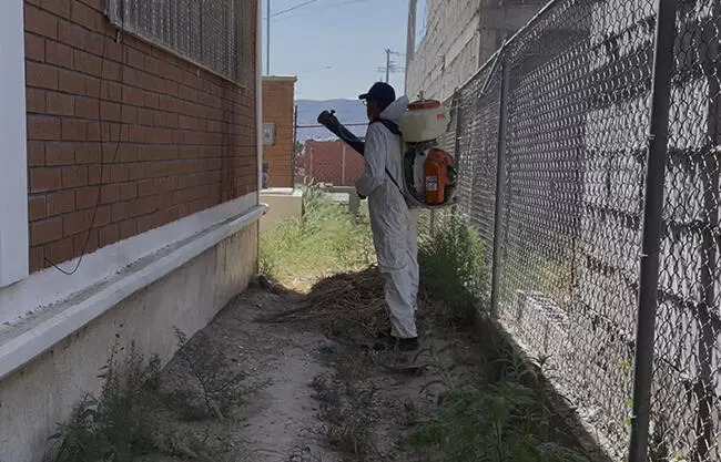 Cobra dengue su primera víctima en Parras de la Fuente