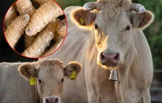A finales de junio se inaugurará la biofábrica de moscas estériles para combatir el Gusano Barrenador del Ganado, ubicada en Chiapas.