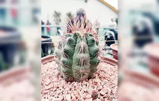 Estudian al menos 77 plantas cuyos extractos han sido utilizados durante generaciones por comunidades rurales para enfrentar enfermedades