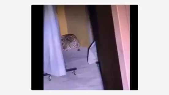 El felino fue visto cerca de la biblioteca del campus y, horas después, la institución confirmó que abandonó el predio sin sufrir daños