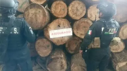 En el golpe a los grupos de talamontes de la región, participaron efectivos estatales con el apoyo de la Secretaría de la Defensa Nacional (Defensa), Guardia Nacional (GN) y la Profepa