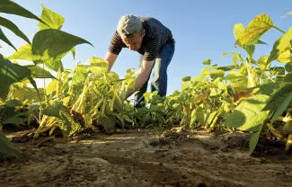Pese al abaratamiento de fertilizantes, México y EU sufren por bajas ganancias
