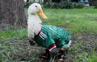 Dueña del Pato Merlín confirma que será marca registrada ante el IMPI y ahora las marcas deberán pagar derechos por usar su imagen