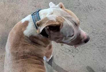 Los vecinos hicieron un llamado urgente a quien reconozca al animal para que lo recupere y evite nuevos incidentes.