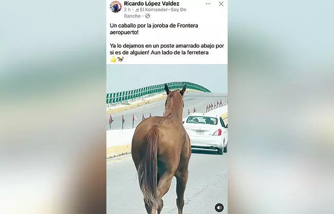 Alerta caballo en Carretera 30