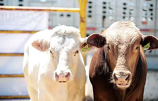 Detienen proyecto del rastro TIF de Monclova