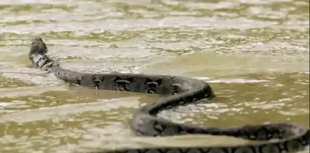 La rotura de la represa de un embalse provocó graves inundaciones en la localidad de Hengzhou, permitiendo que cientos de serpientes y cobras venenosas se fugaran de un criadero, lo que elevó el grado de preocupación. 
