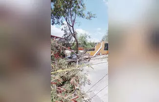 Las fuertes ráfagas de viento acompañadas de lluvia y hasta granizo, provocaron la caída de al menos 15 árboles de gran tamaño en la ciudad