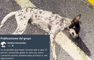 A través de redes sociales, se empezó a difundir que vecinos envenenaron a alrededor de 10 perros