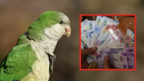 El Código Penal Federal establece penas así como multas a quienes tengan, vendan y compren este animal
