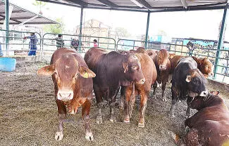 Los ganaderos no han dejado de producir, aunque el ritmo de trabajo ha disminuido