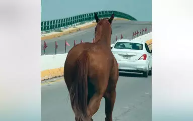 El también excontralor de Monclova publicó en su página de Facebook el trote del caballo con la canción “Sí señor yo soy de rancho, de botas y a caballo”.