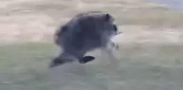 Un mapache de Seattle con una afección en la columna ha pasado de ser una leyenda local a una celebridad internacional luego de que varios videos en los que aparece circularan en las redes sociales.