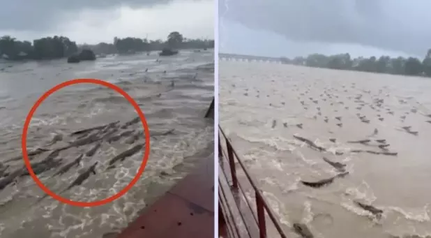En redes sociales se ha podido captar cómo varios de estos animales navegan en las aguas sin miedo a ser vistos