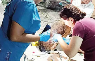 La tarde del jueves fue detectado un caso de gusano barrenador en un perro del ejido La Mota.