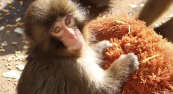 A un año de su nacimiento, el pequeño mono ya juega con su grupo, recibe miles de felicitaciones y sigue siendo uno de los animales más queridos de internet.