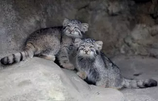 Estos pequeños felinos rara vez se exhiben en zoológicos debido a su especial vulnerabilidad a las infecciones, indicó el lunes el zoológico de Kobe