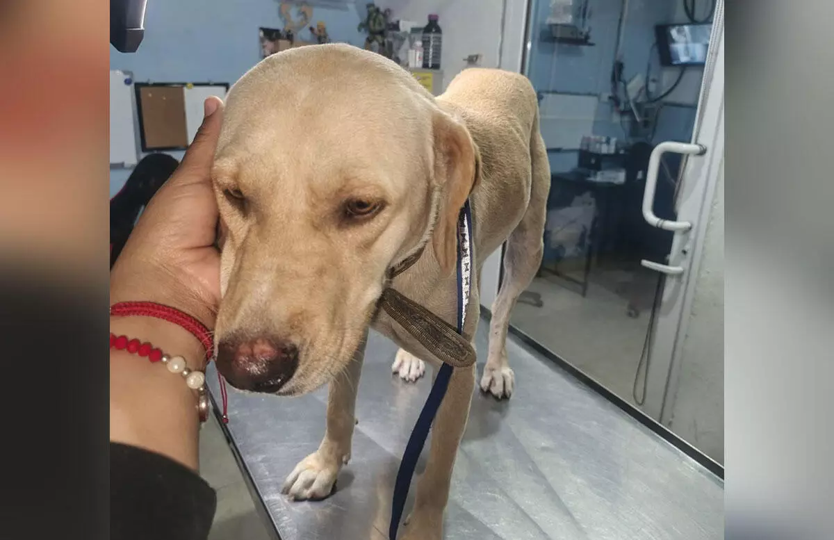 Refuerza Frontera control de sobrepoblación canina