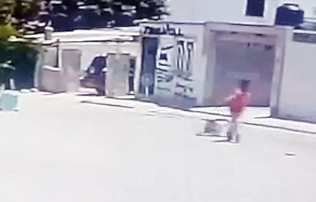 Multarán a responsable de envenenar a perrita