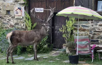 El animal eligió Linarejos como hogar y conquistó a todo un pueblo