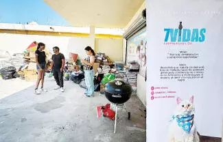 La Fundación 7 Vidas actualmente tiene 16 mininos para dar en adopción