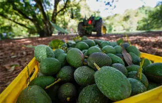 La organización de productores detalló que buscará reunirse en la CDMX con el Gobierno federal a fin de atender las deficiencias de seguridad