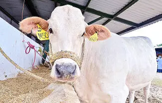 Se está apoyando con 5 mil pesos a los productores que adquieran sementales a través de este programa de mejoramiento genético