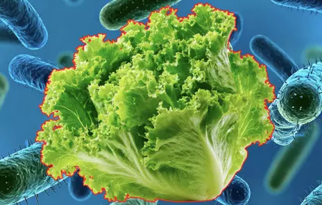 Por medio de un comunicado, el organismo expuso que los señalamientos sobre la lechuga, chile jalapeño, cilantro y perejil no cuentan con “evidencia científica concluyente ni de una trazabilidad completa de la cadena de suministro”.