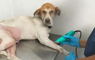 Está siendo atendida en el Centro de Bienestar Animal, pero es necesario cubrir los gastos de transporte o los medicamentos que se requieran