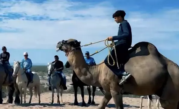Una pareja de camellos ha llamado la atención en redes sociales al ser captados por las dunas en Francisco I. Madero, Coahuila
