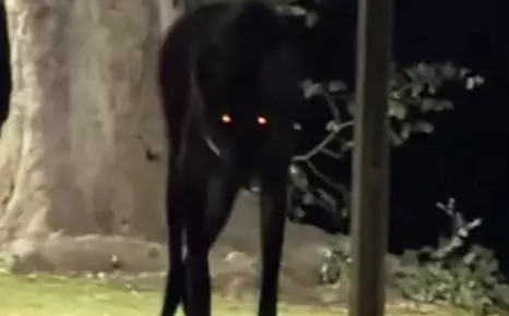 El ejemplar hembra fue captado en el Pantanal de Mato Grosso. 