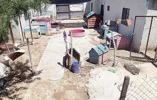 La Fundación Frichem era utilizada sólo como la forma que usaban los dueños para conseguir perros y después venderlos en otras ciudades.