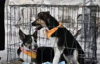 63 perros fueron rescatados de un albergue en Castaños, donde se encontraban en condiciones inadecuadas