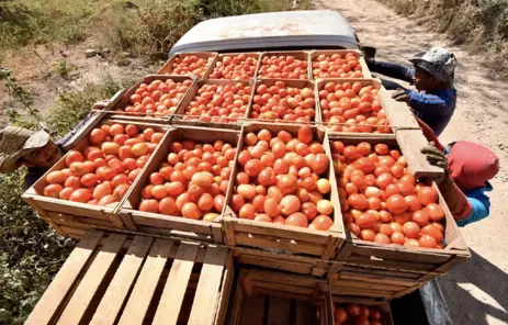 La atención de las solicitudes y la entrega de los recursos se realiza a través de los Fideicomisos Instituidos en Relación con la Agricultura (FIRA).