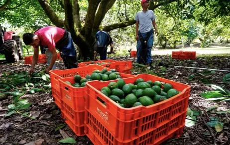 La medida de presión comercial generó incertidumbre entre las cerca de 200 mil personas empleadas por la agroindustria aguacatera en Michoacán.