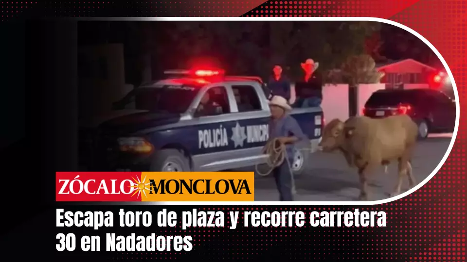 Fue un ciudadano quien logró lanzarse y controlar al animal mediante un lazo para, posteriormente, en coordinación con los elementos de Seguridad Pública, encaminarlo de regreso hacia las instalaciones de la plaza de toros.