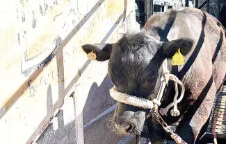 A un total de 35 casos detectados se ha reducido la plaga del gusano barrenador en ganado de Coahuila.