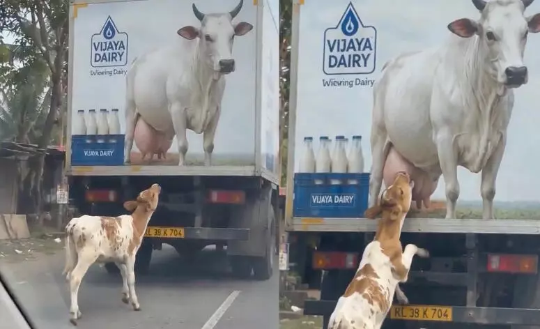  Un pequeño ternero protagonizó una curiosa escena al confundir la fotografía de una vaca impresa en un afiche publicitario con su propia madre.