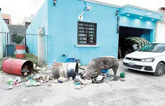 Los animales son dejados a su suerte y recorren distintas vialidades, algunos derriban los botes de basura y esparcen los desechos