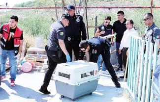 Los perros permanecían sujetos con cadenas, expuestos a las altas temperaturas y sin acceso aparente a suficiente agua o alimento