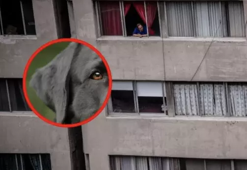 En las imágenes que han circulado en diferentes redes sociales se observa al perro de raza grande saliendo por la ventana