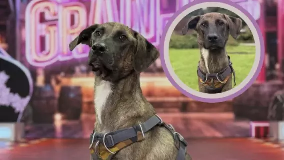 El reality show anunció la llegada del can como el granjero número 21; a fin de elegir su nombre, se hizo una dinámica en la que el público participó