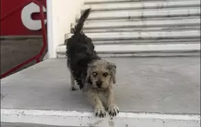 “Lo curaron, lo bañaron, ya está sano. Es muy noble, muy agradecido”, cuentan en la oficina.