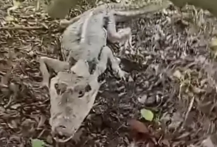 El video del cocodrilo desnutrido y enfermo se volvió viral en las distintas redes sociales por la reacción del pescador que lo encontró 