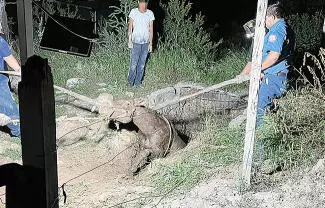 Momentos de angustia se vivieron en un domicilio de la colonia 21 de Marzo, luego de que una yegua suelta ingresó al patio de una vivienda.